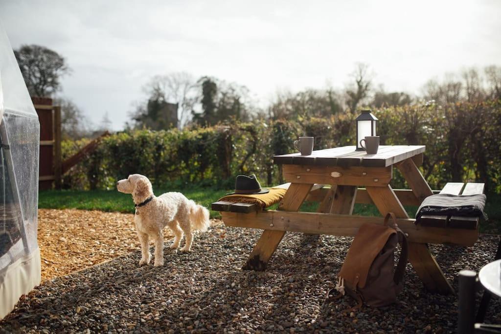 The Little Retreat, Pembrokeshire Apartment Kilgetty Bagian luar foto